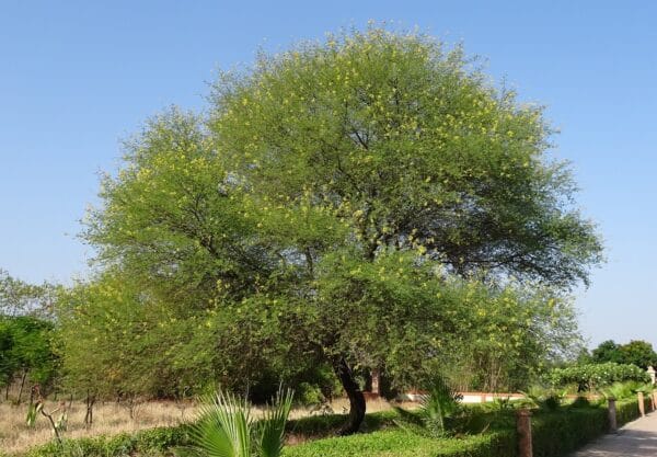 Babool tree