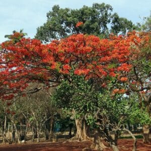 Gulmohar tree