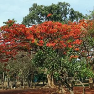 Gulmohar tree