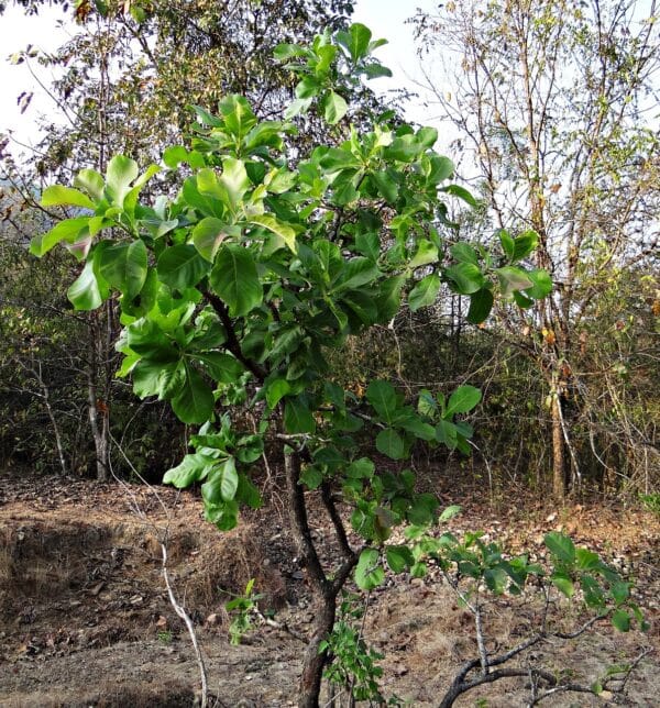 Mahua tree