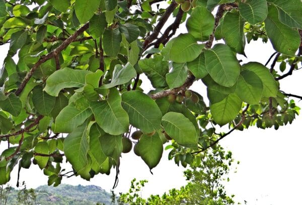 Mahua tree - Image 2