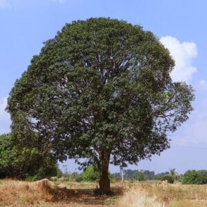 Mango tree