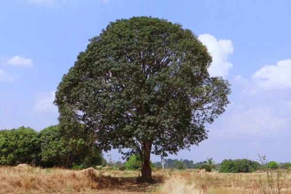 Mango tree