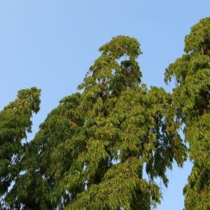 Ashoka tree