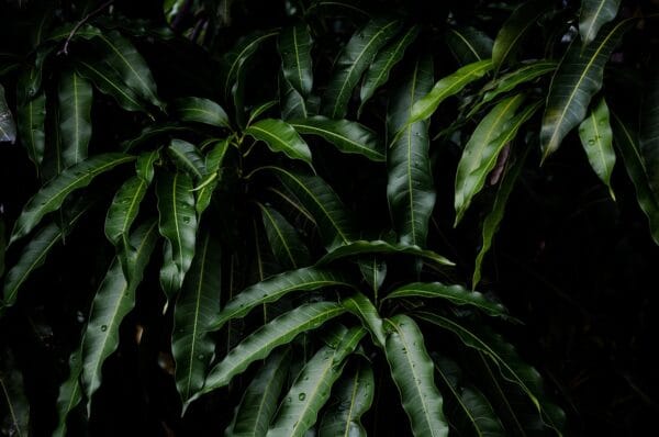 Mango tree - Image 2