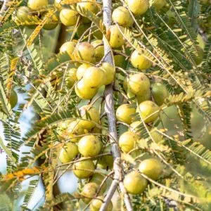 Amla tree
