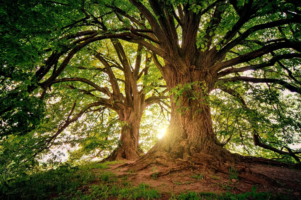 Mahua tree - Image 3